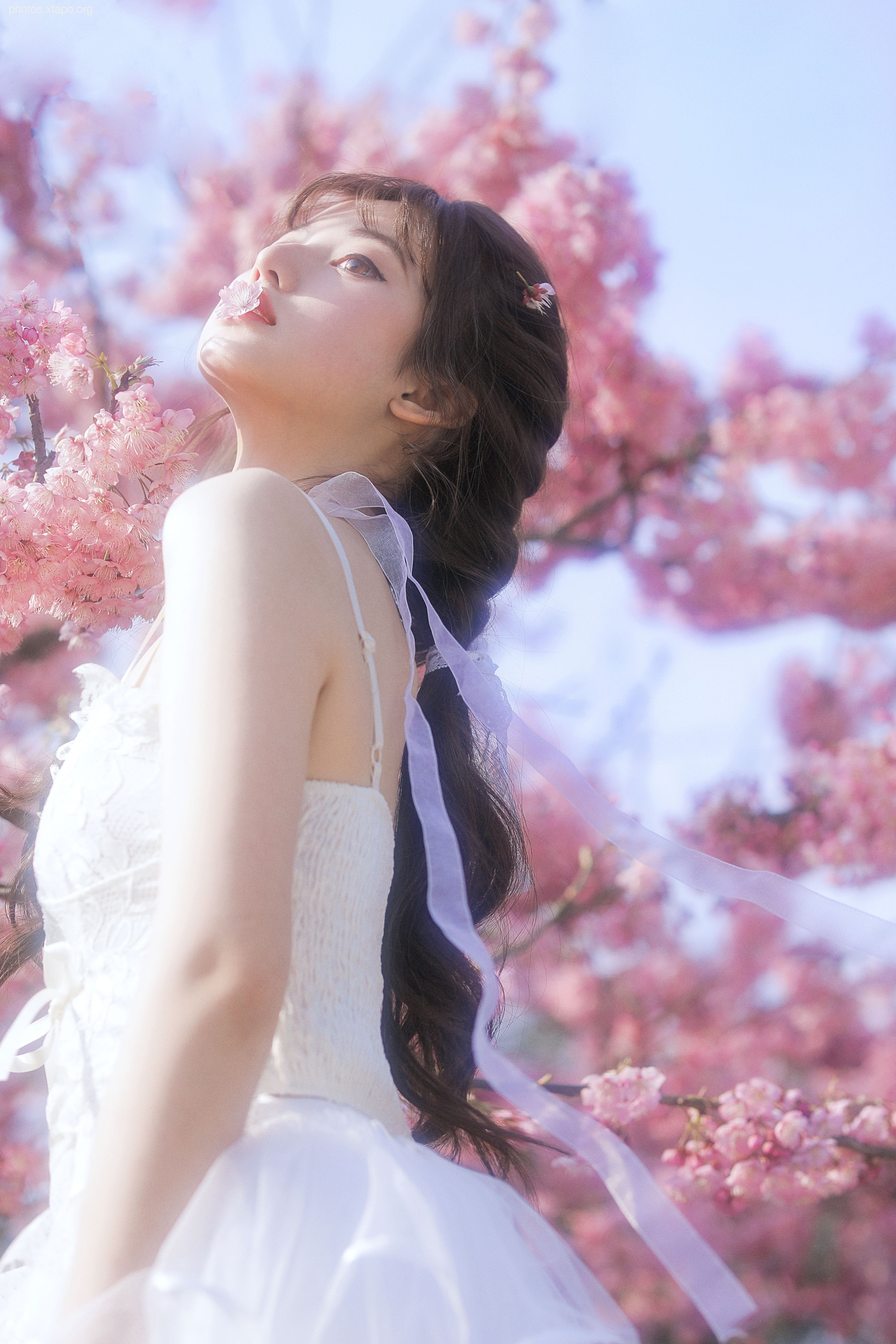 Yizi yiii cherry blossom limited