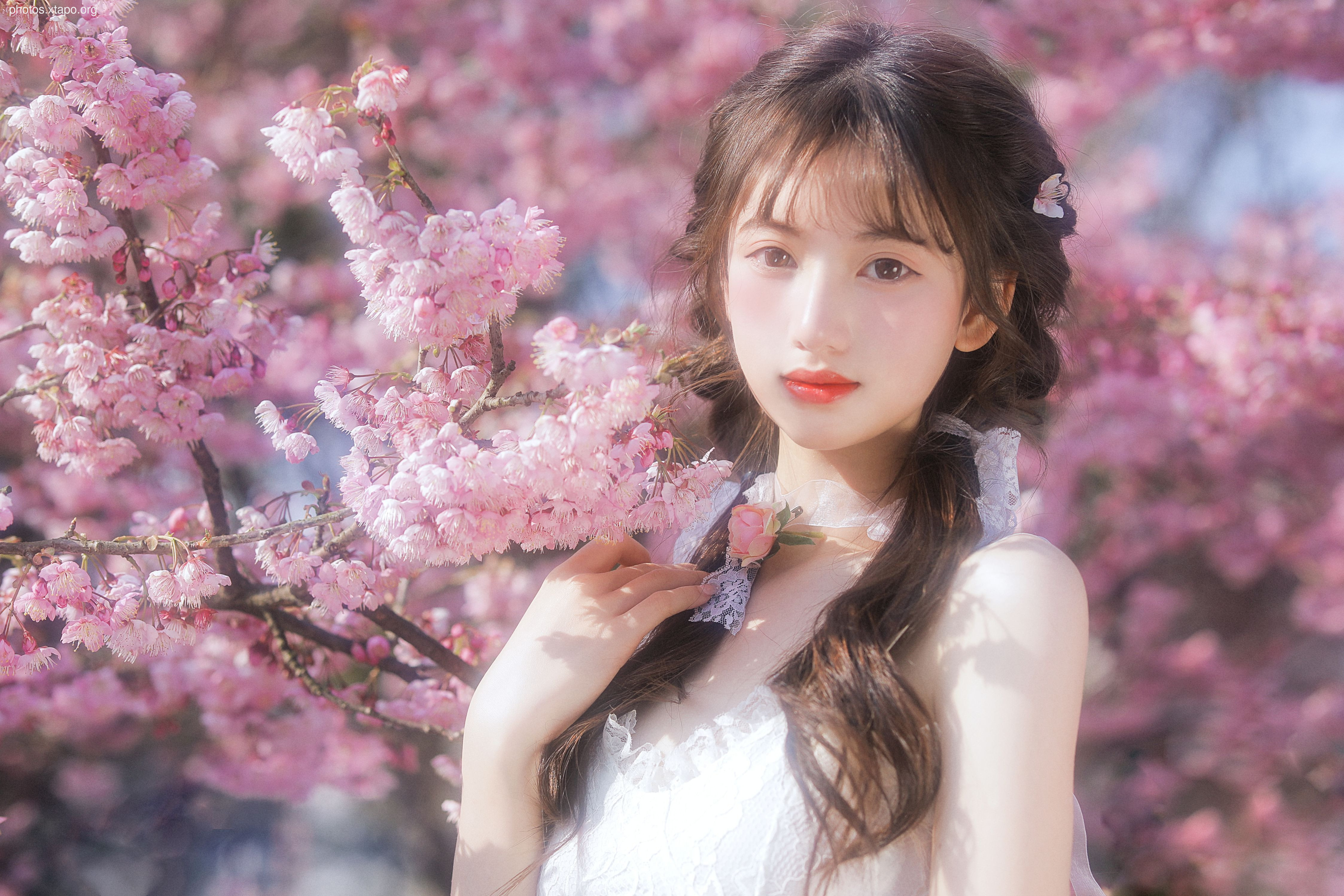 Yizi yiii cherry blossom limited