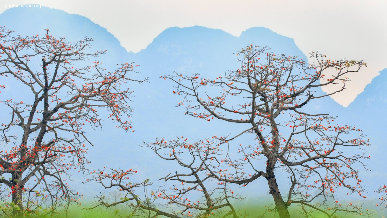 rice flowers