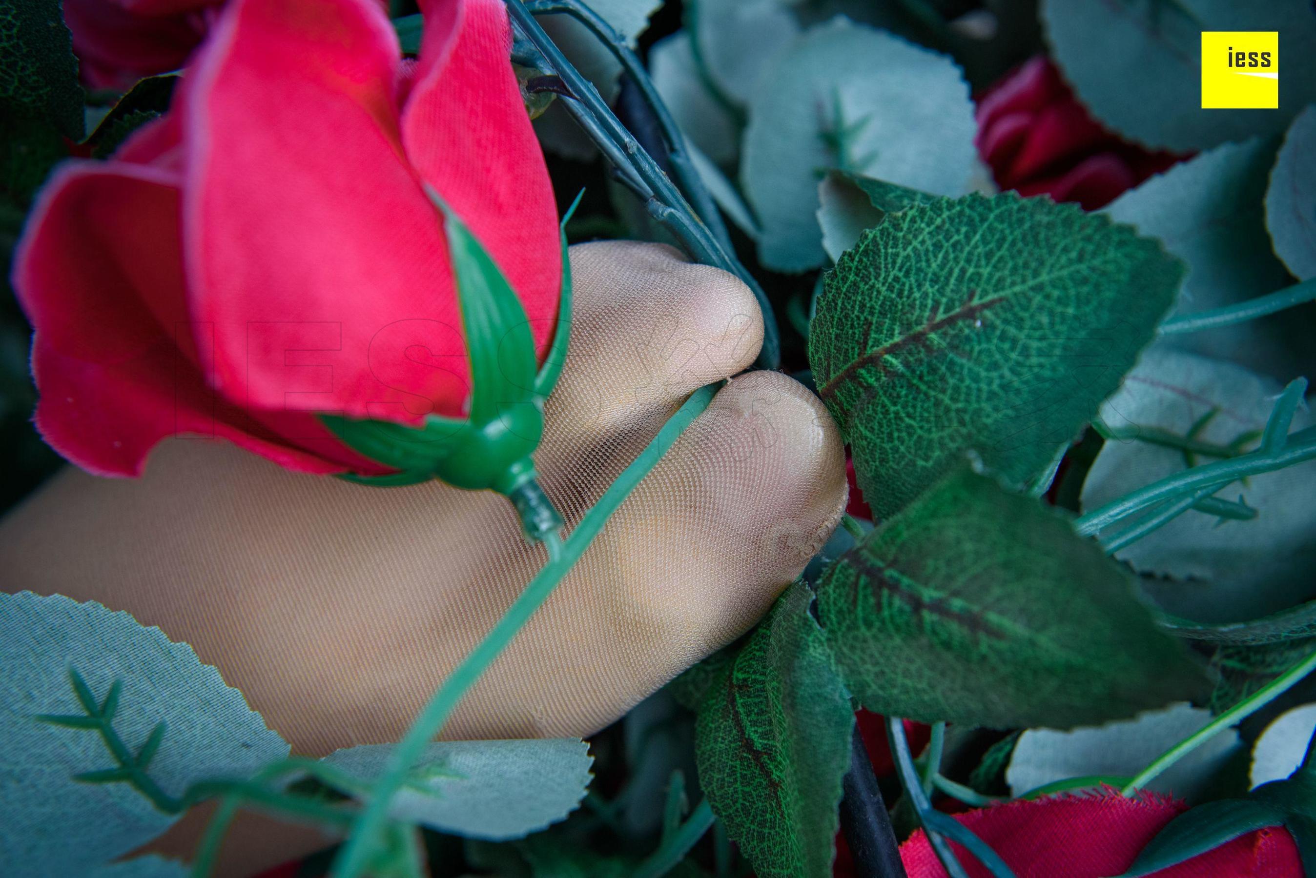 Wan Ping's Rose and Patriarchs Fun Thoughts to IESS Silk Enjoy Home 161