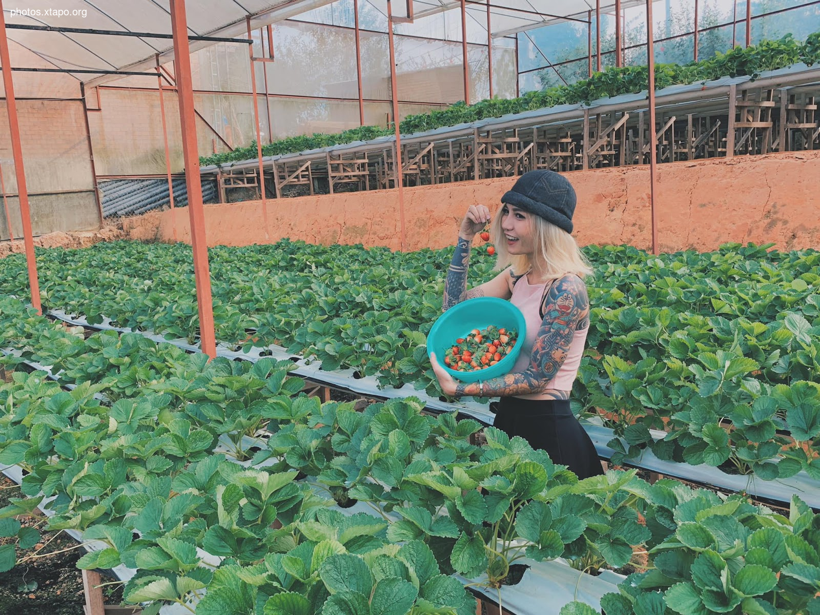 A woman harvests ripe strawberries in a greenhouse.  She's holding a bowl of freshly picked berries.