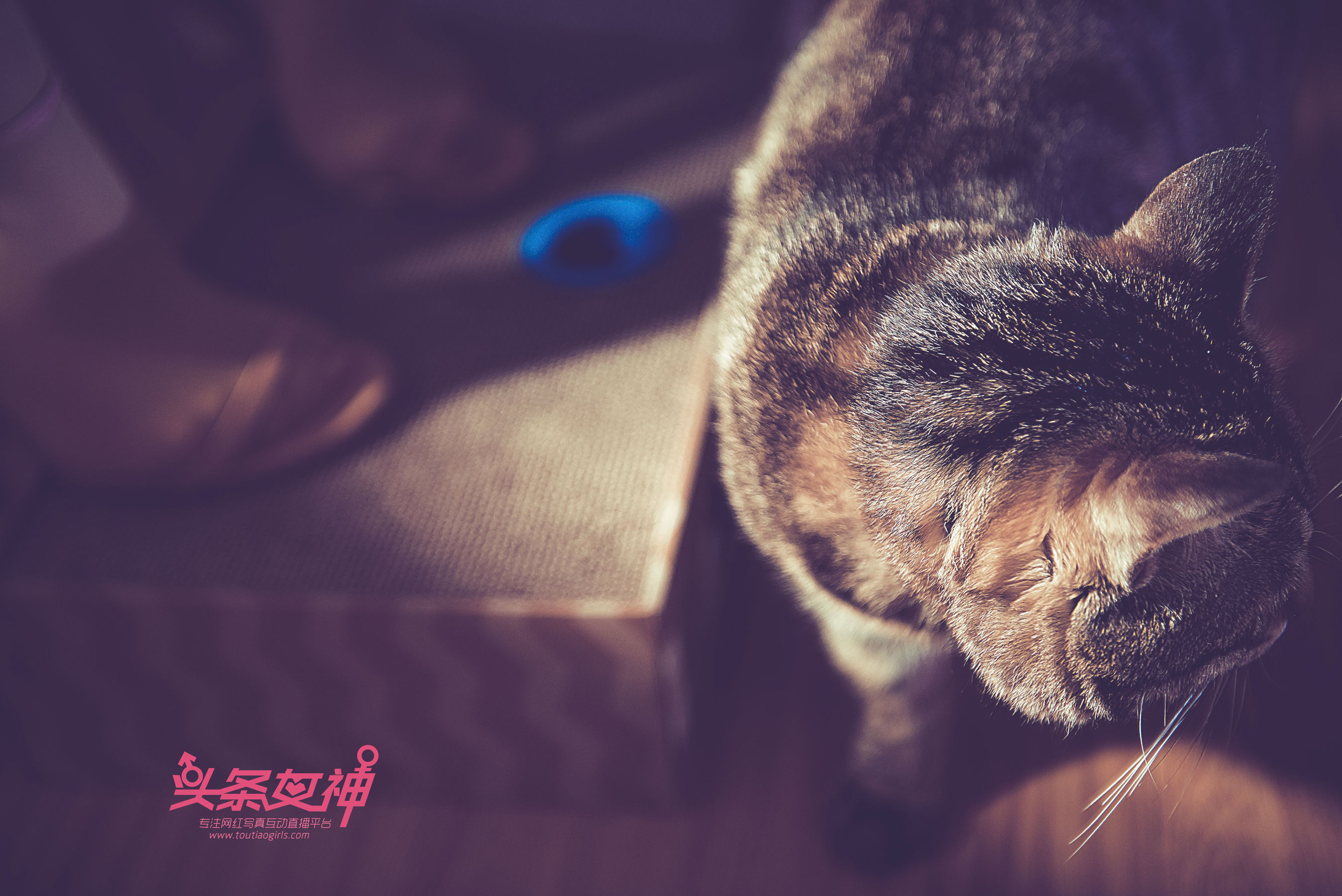 Fifth Personality Toutiaogirls