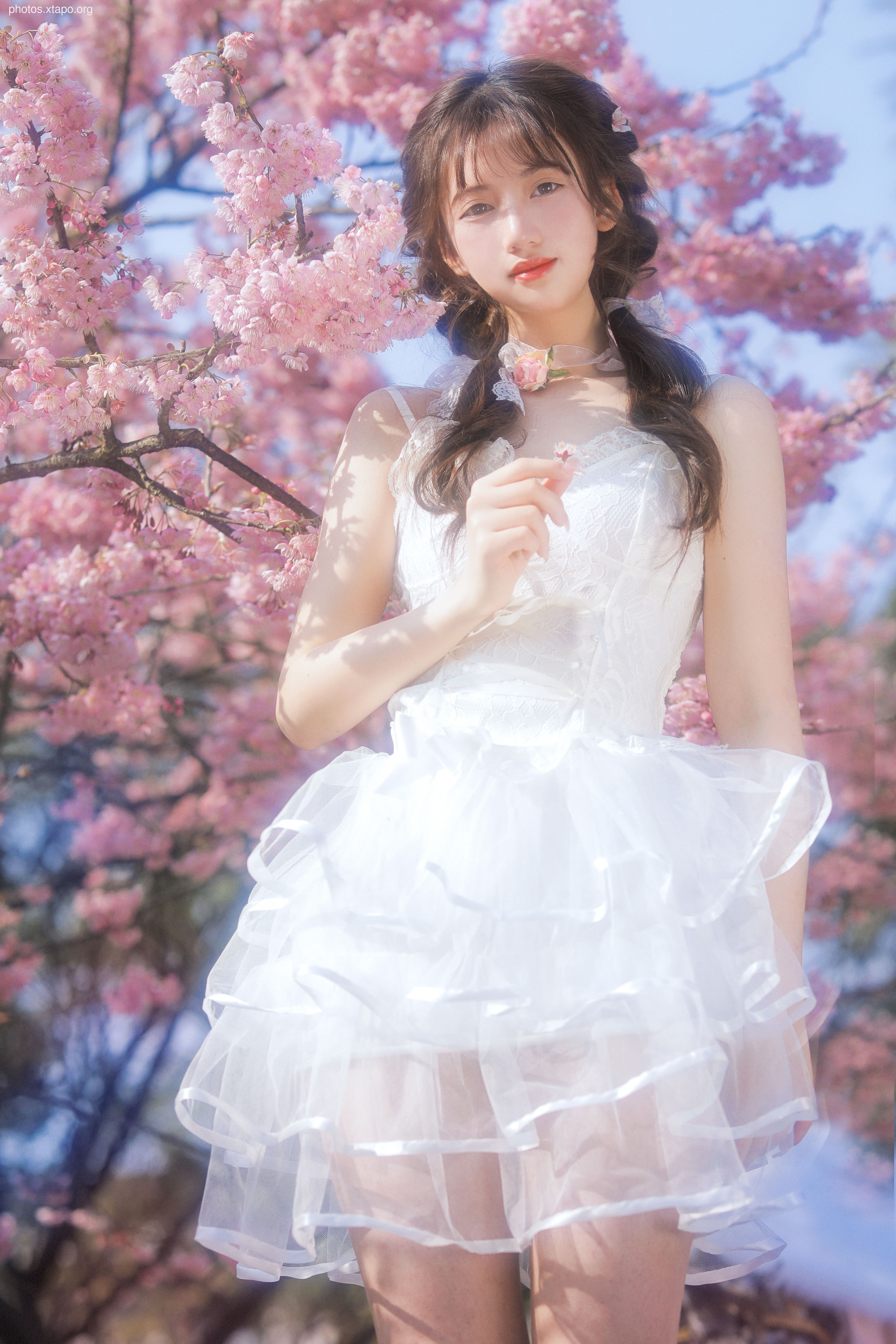 Yizi yiii cherry blossom limited