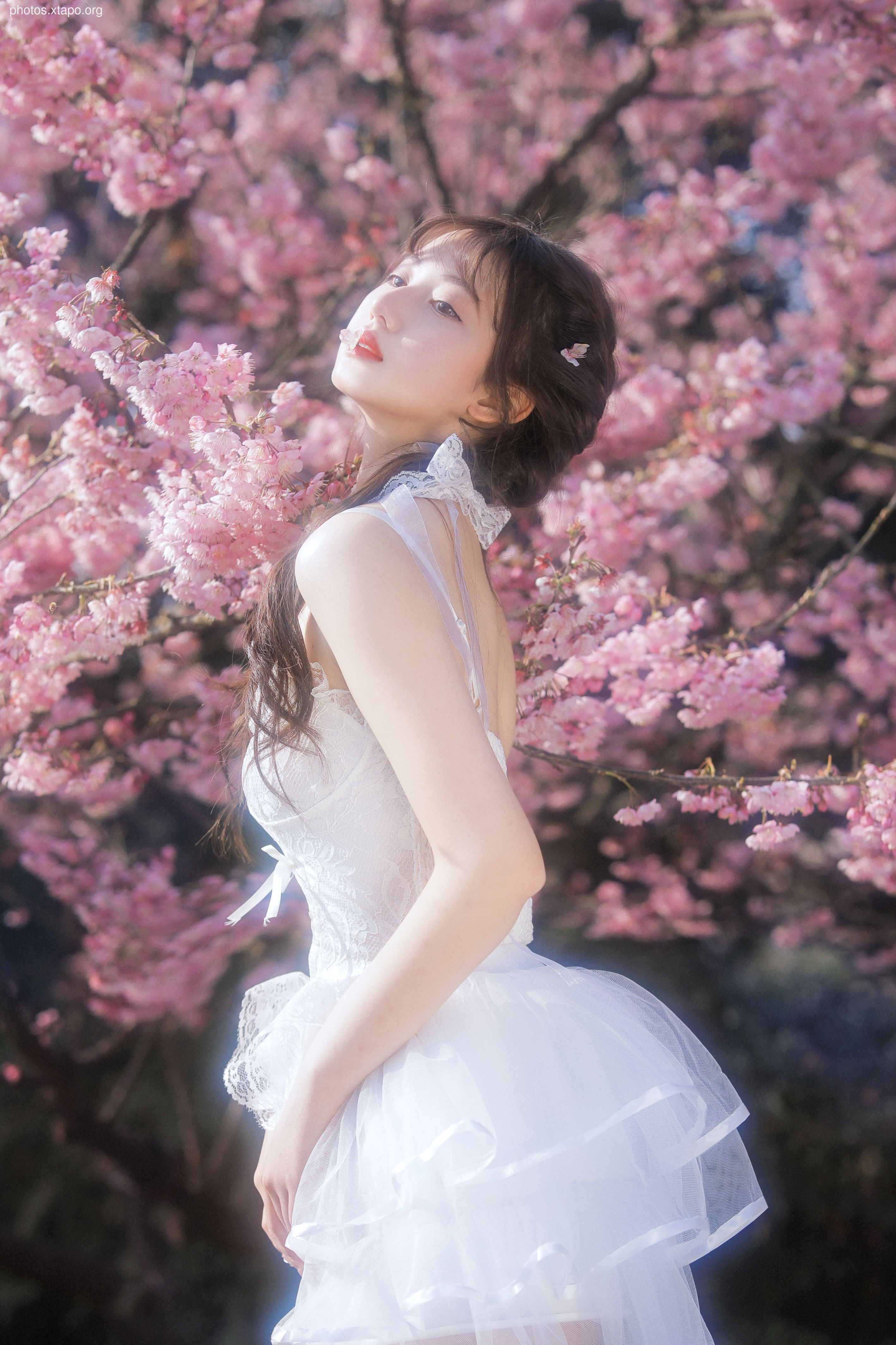 Yizi yiii cherry blossom limited