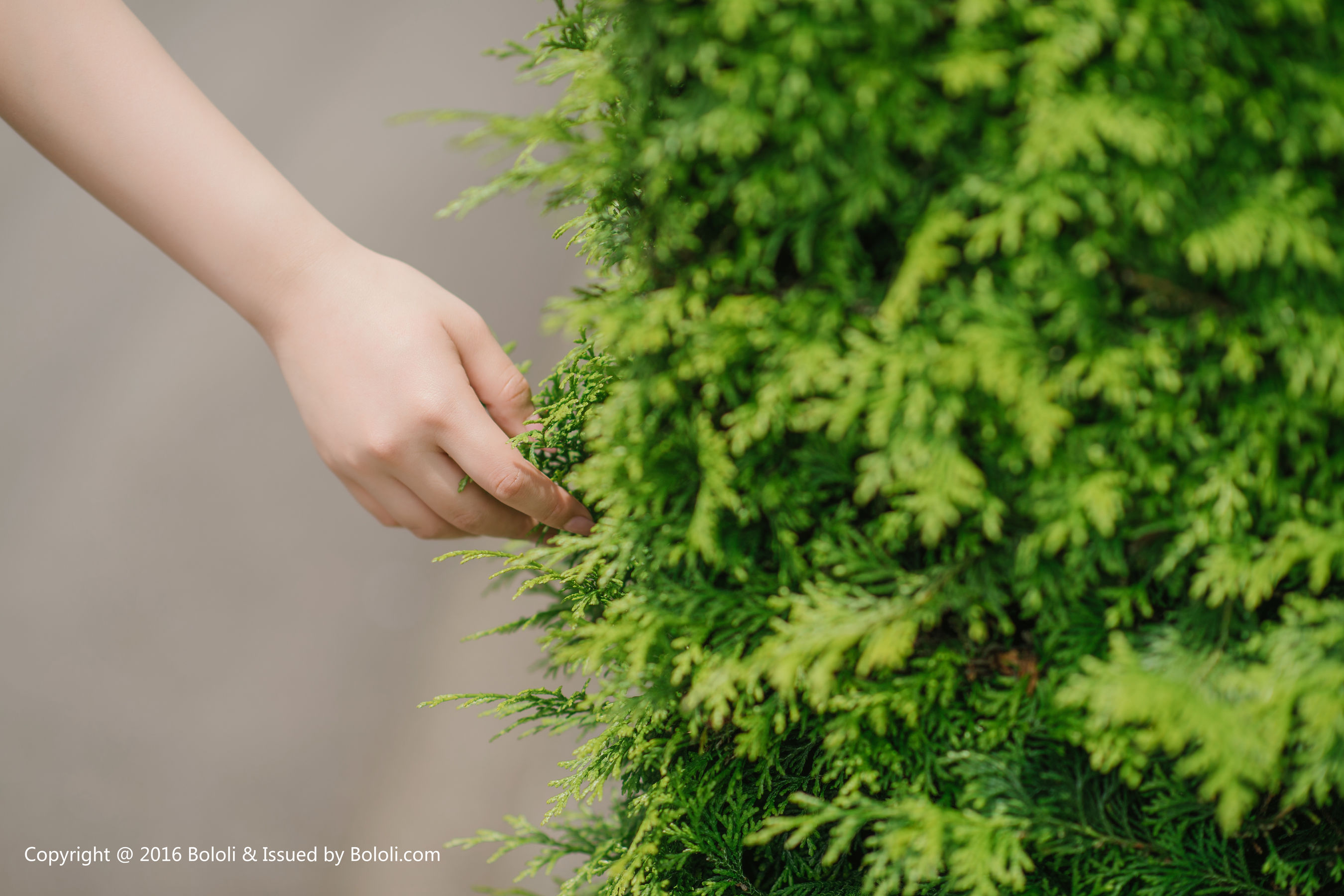 Liu Yanqi Qika's Daily Life Bololi Bolo Society Bol.097