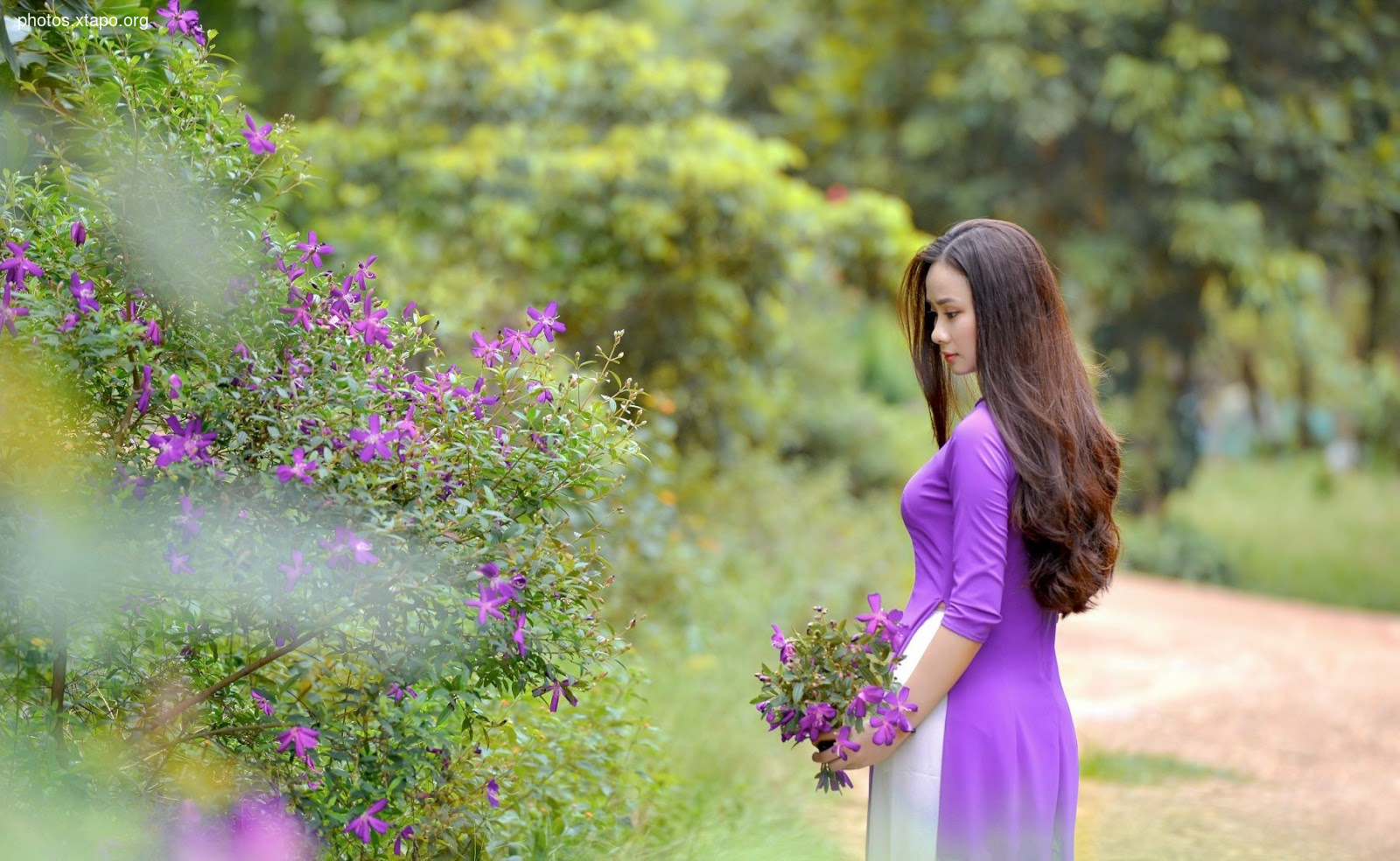 the most beautiful wild forest of purple flowers The most love story