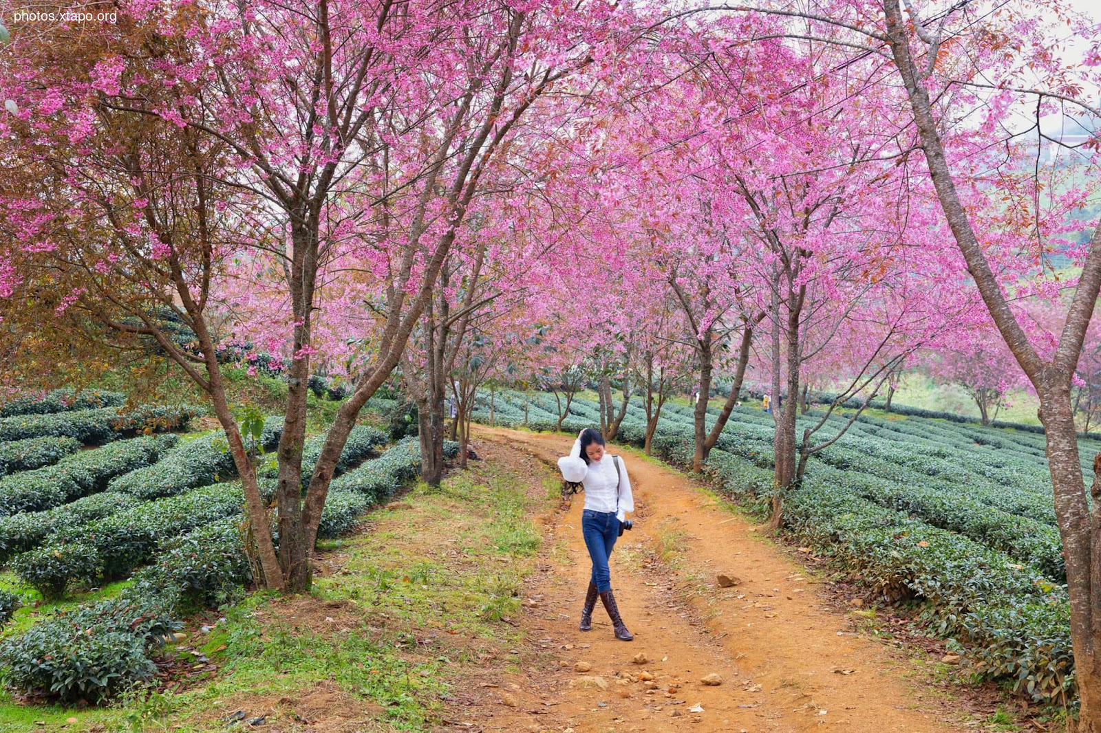 Nguyen Thanh Ha