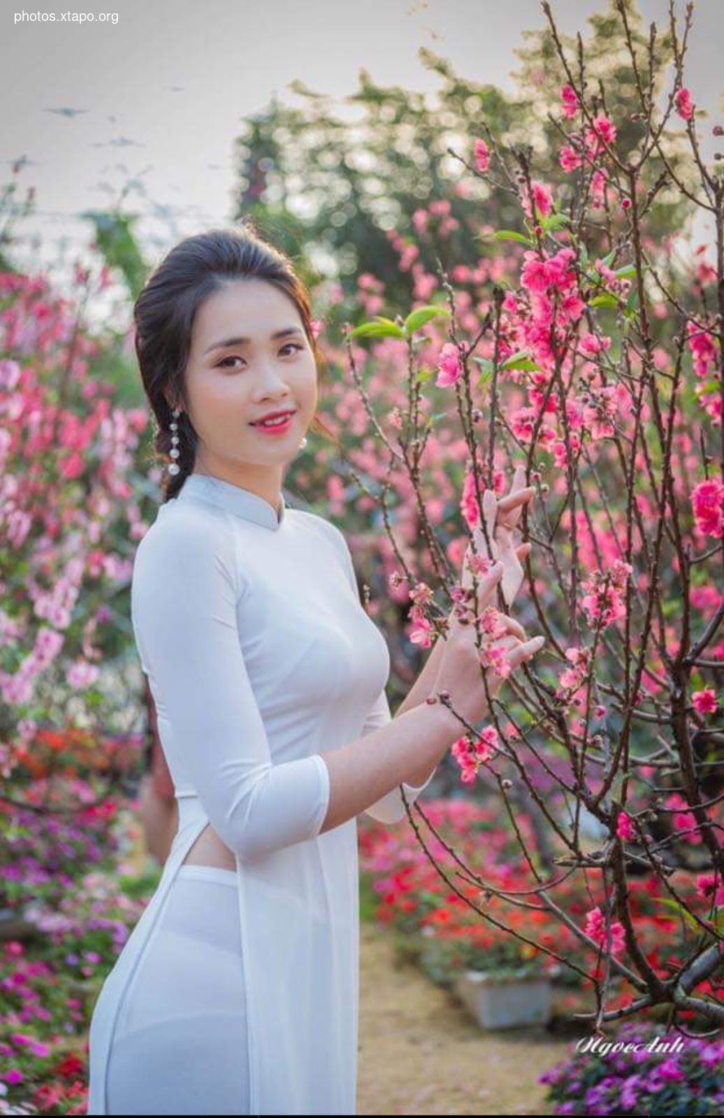 A young woman in a traditional Vietnamese Ao Dai stands amidst a vibrant garden of blossoming peach trees.