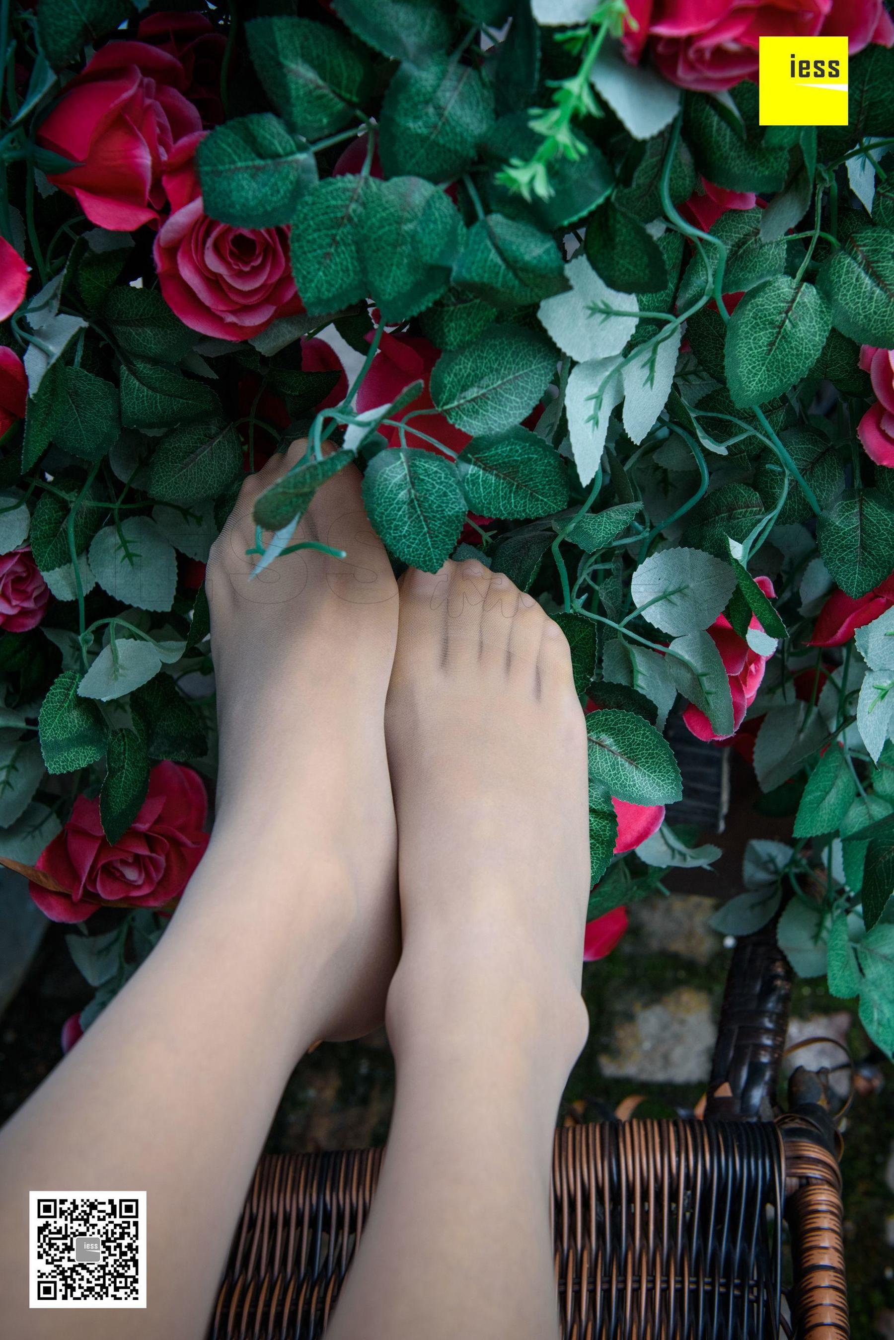 Wan Ping's Rose and Patriarchs Fun Thoughts to IESS Silk Enjoy Home 161