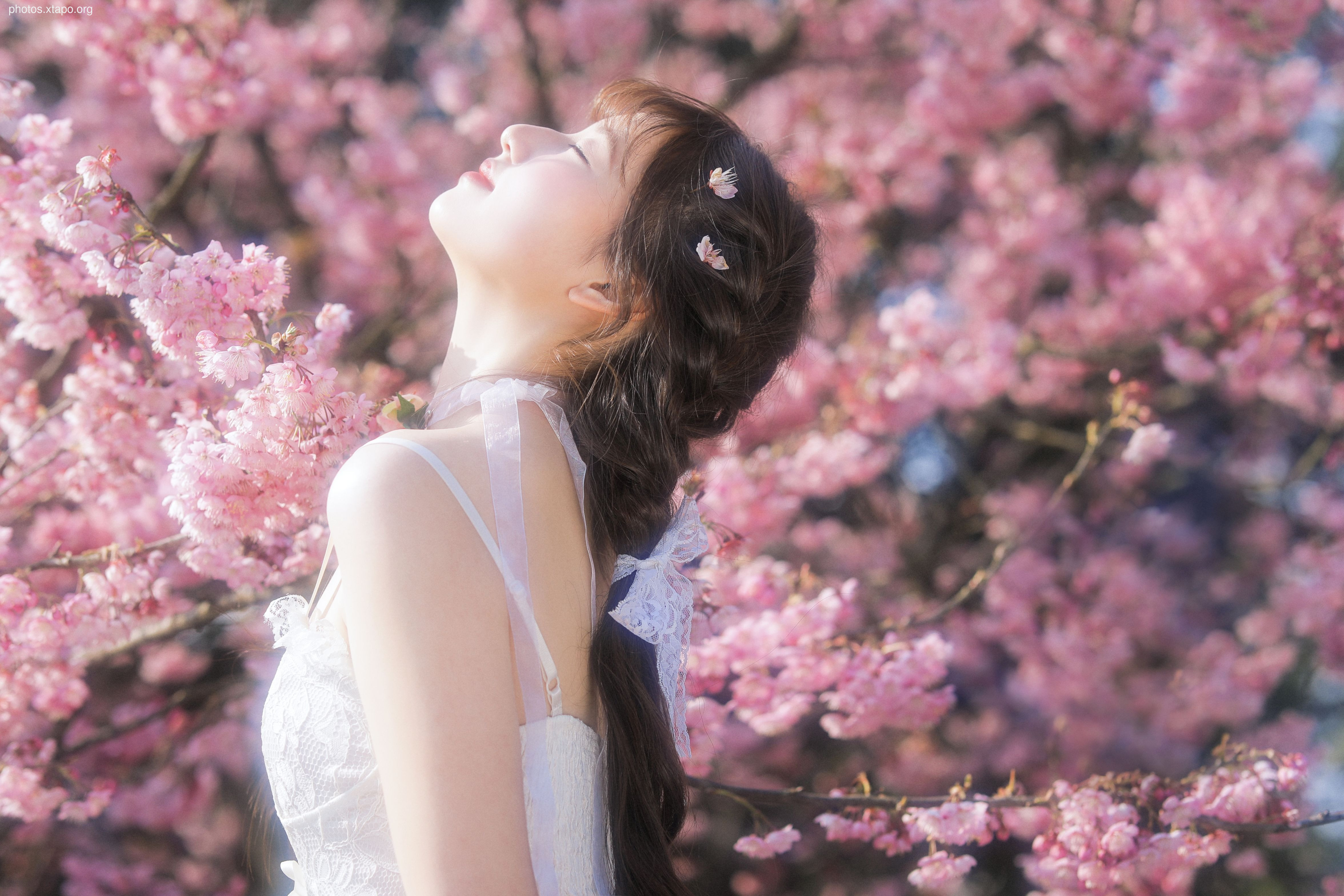 Yizi yiii cherry blossom limited