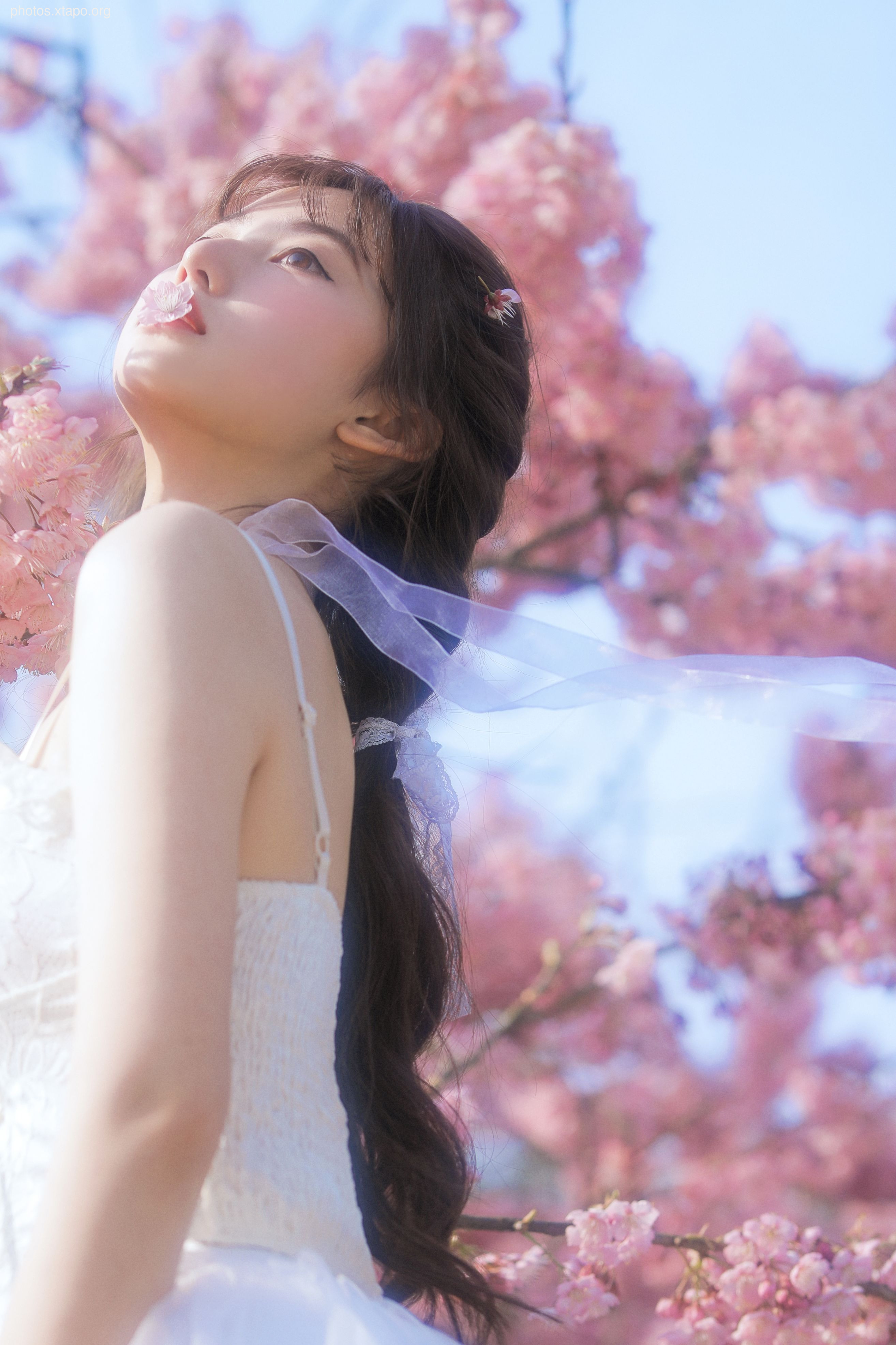 Yizi yiii cherry blossom limited