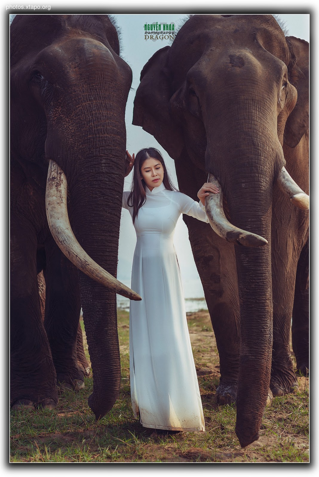 Thao Chi vs Kim Phung,