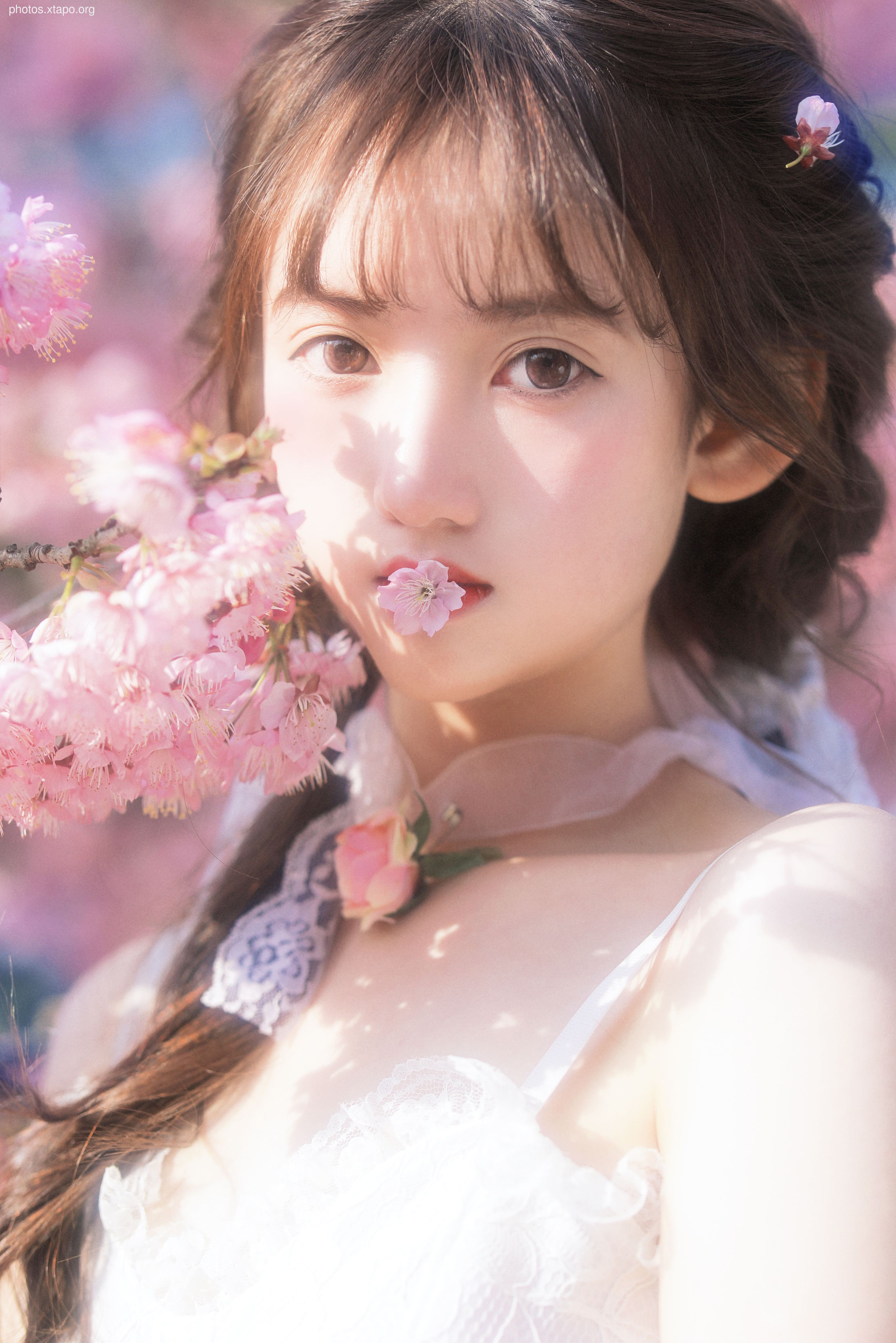 Yizi yiii cherry blossom limited