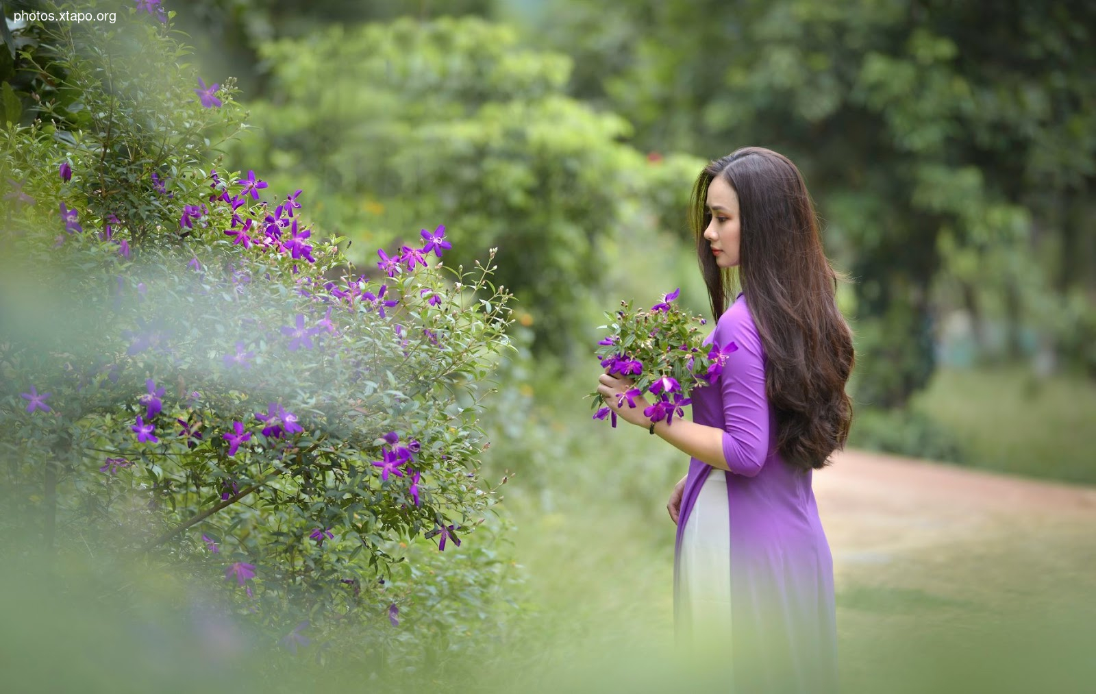 the most beautiful wild forest of purple flowers The most love story