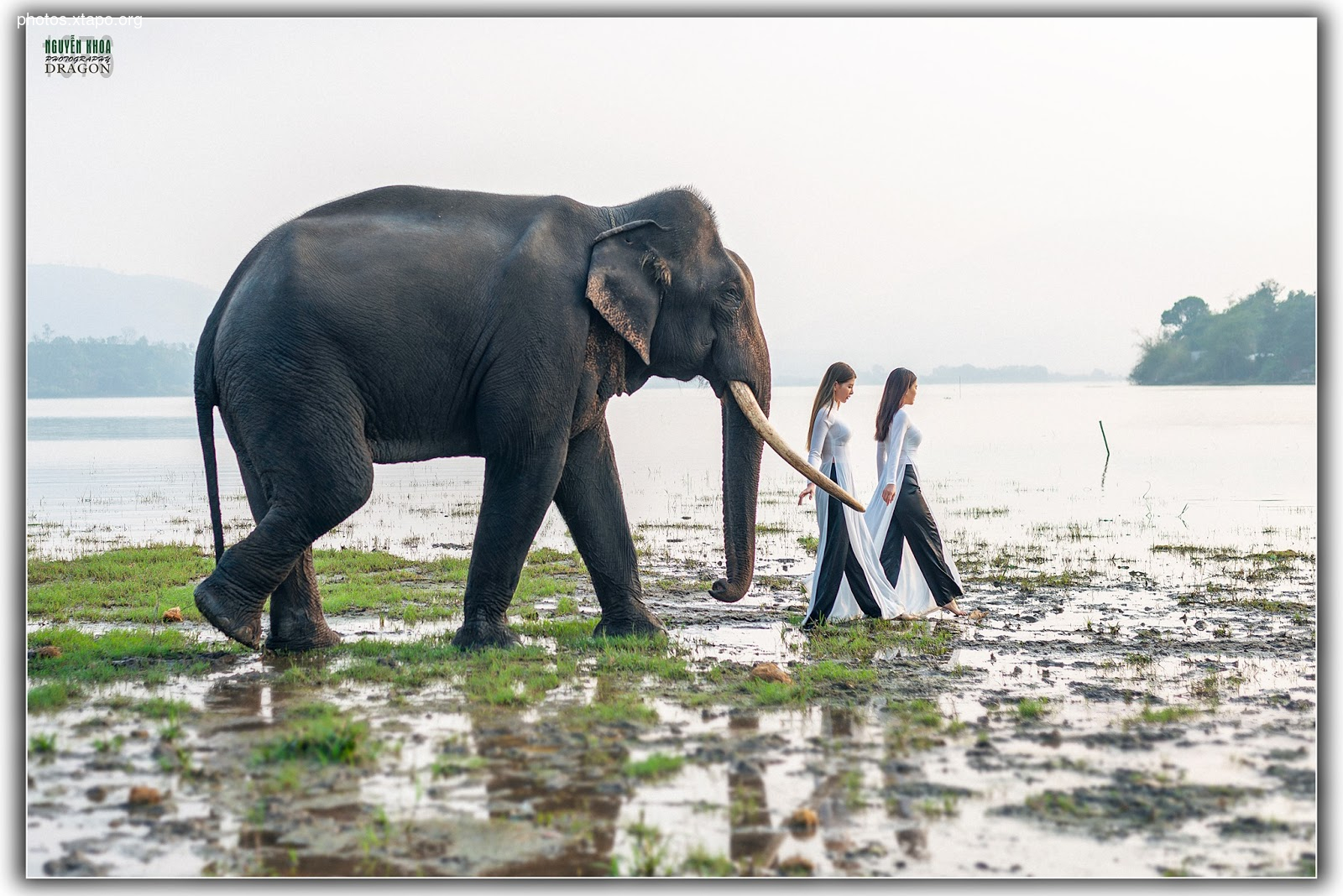 Thao Chi vs Kim Phung,